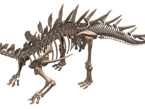 Kentrosaurus Squelette complet 3D Model