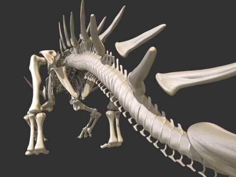Kentrosaurus Squelette complet 3D Model