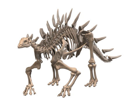 Kentrosaurus Squelette complet 3D Model