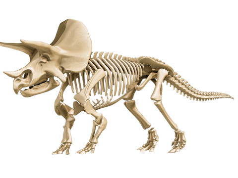 Tricratops anatomie complete 3D Model