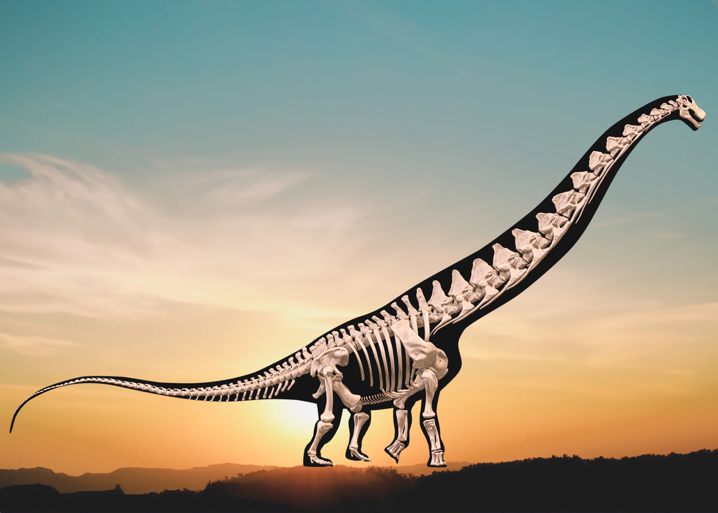 Alamosaurus Squelette complet 3D Model .c4d .max .obj .3ds .fbx .stl .blend 