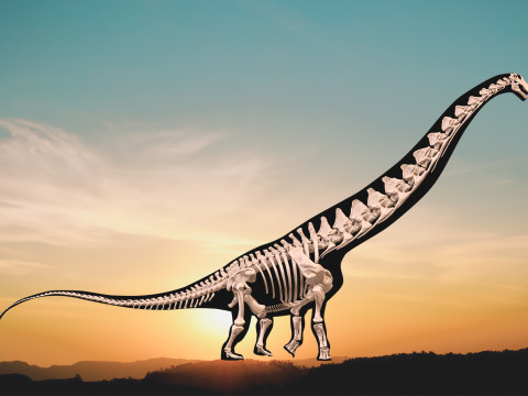 Alamosaurus Squelette complet 3D Модель