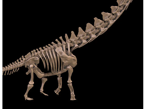 Alamosaurus Squelette complet 3D Model