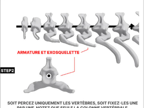 Alamosaurus Squelette complet 3D Model