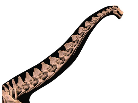 Alamosaurus Squelette complet 3D Model