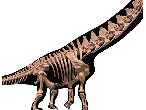 Alamosaurus Squelette complet 3D Model