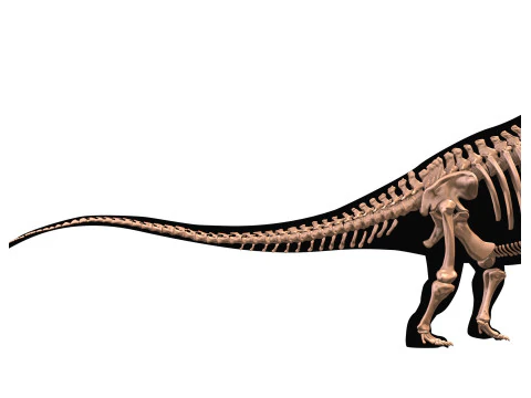 Alamosaurus Squelette complet 3D Model