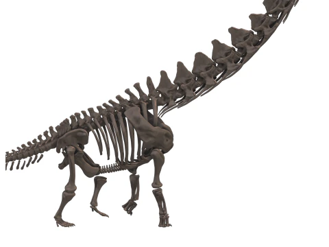 Alamosaurus Squelette complet 3D Model