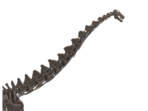 Alamosaurus Squelette complet 3D Model