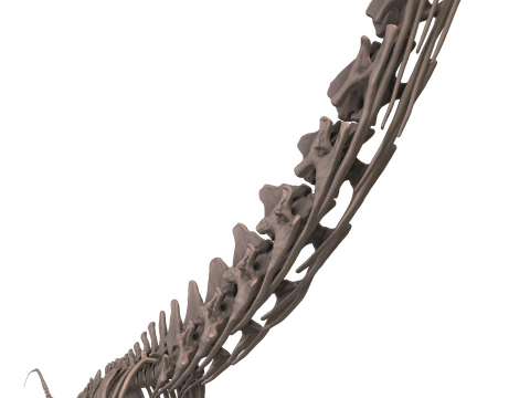 Alamosaurus Squelette complet 3D Model