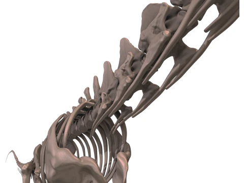 Alamosaurus Squelette complet 3D Model