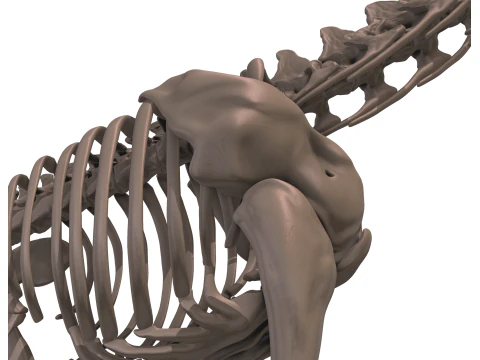 Alamosaurus Squelette complet 3D Model