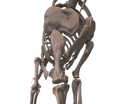 Alamosaurus Squelette complet 3D Model