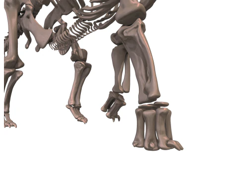 Alamosaurus Squelette complet 3D Model
