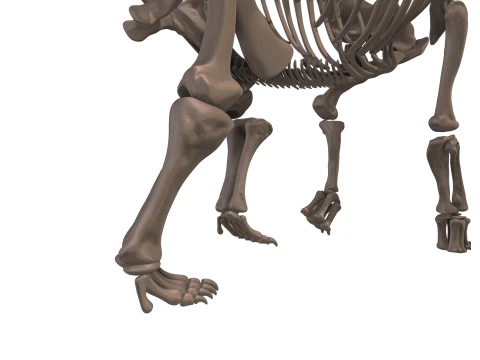 Alamosaurus Squelette complet 3D Model