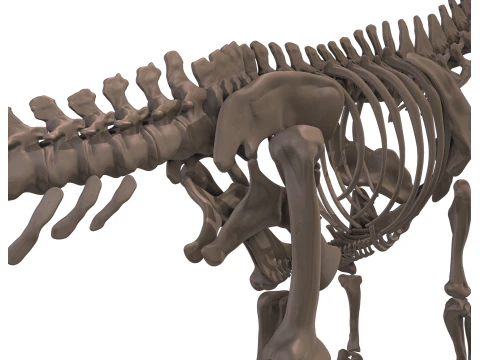 Alamosaurus Squelette complet 3D Model