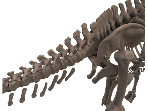 Alamosaurus Squelette complet 3D Model