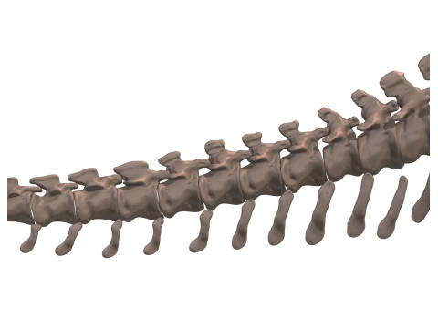 Alamosaurus Squelette complet 3D Model
