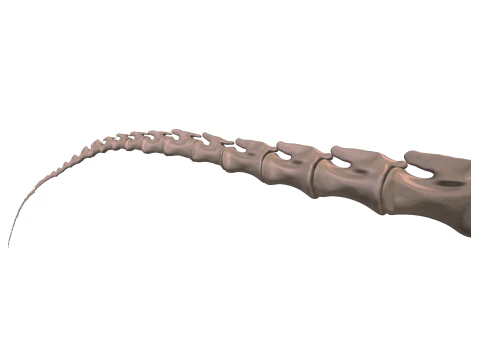 Alamosaurus Squelette complet 3D Model