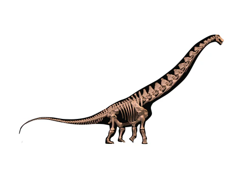 Alamosaurus Squelette complet 3D Model