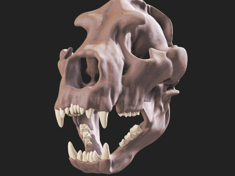 Ursus spelaeus-Kranich 3D Modell