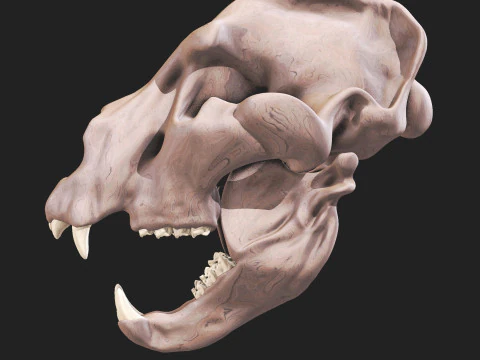 Ursus spelaeus kraanvogel 3D Model