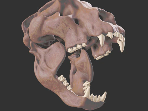 Ursus spelaeus kraanvogel 3D Model