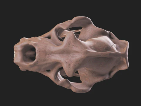 Ursus spelaeus kraanvogel 3D Model