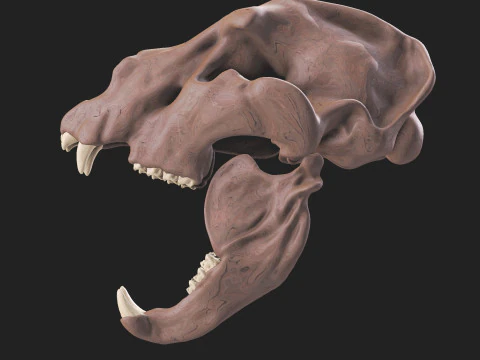 Ursus spelaeus kraanvogel 3D Model