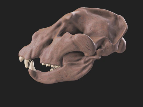 Ursus spelaeus kraanvogel 3D Model