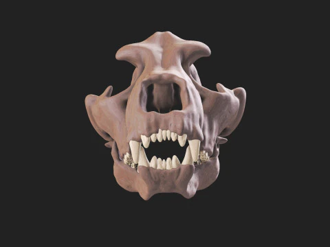 Ursus spelaeus kraanvogel 3D Model