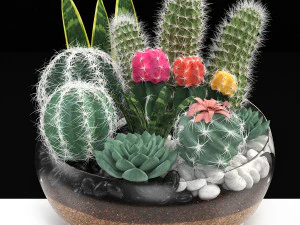 선인장 수집 그릇 3D 모델