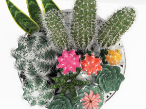 bowl of cactus collection 3D Model