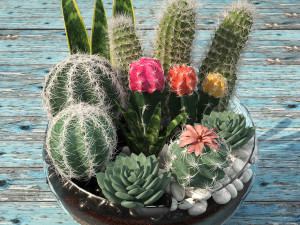 bowl of cactus collection 3D Model