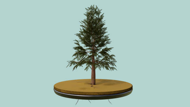 pine tree Model 3D .c4d .max .obj .3ds .fbx .stl .blend 
