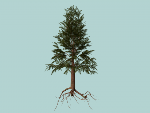 pine tree Model 3D