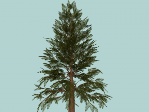 pine tree Model 3D