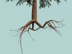 pine tree Model 3D