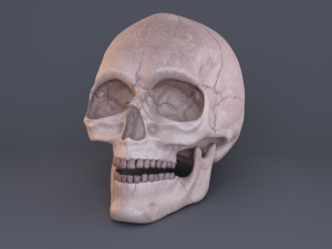 skull 3D Модель