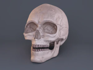 tengkorak Model 3D