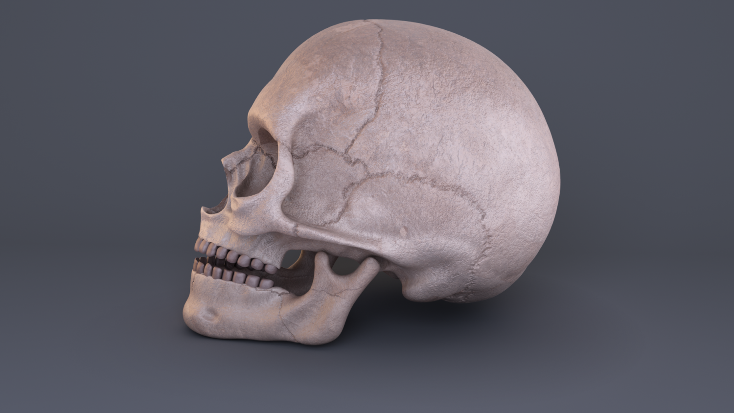 Skull 3d model. Человеческий череп сзади. Череп человека сзади анатомия.