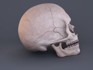 skull Modèle 3D