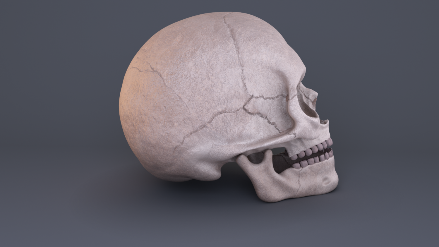 Skull 3d model