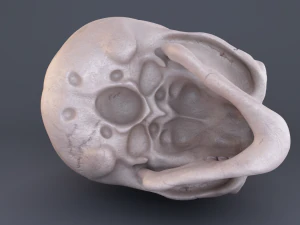 skull 3D Model