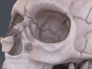 skull Modèle 3D