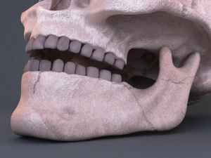 skull 3D Model
