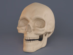 skull 3D Model