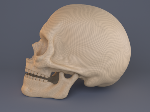 skull Modèle 3D