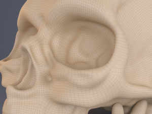 skull Modèle 3D