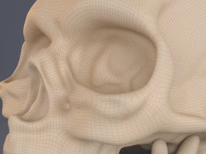 skull 3D Model